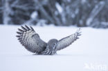 Laplanduil (Strix nebulosa)