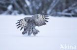 Great Grey Owl (Strix nebulosa)