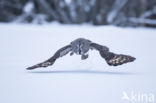 Great Grey Owl (Strix nebulosa)