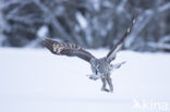 Great Grey Owl (Strix nebulosa)