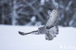 Great Grey Owl (Strix nebulosa)