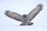 Great Grey Owl (Strix nebulosa)