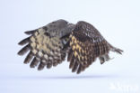 Great Grey Owl (Strix nebulosa)