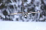 Great Grey Owl (Strix nebulosa)