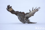 Great Grey Owl (Strix nebulosa)