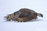 Great Grey Owl (Strix nebulosa)