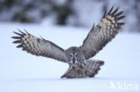 Great Grey Owl (Strix nebulosa)