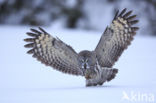 Great Grey Owl (Strix nebulosa)