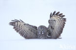 Great Grey Owl (Strix nebulosa)