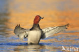 Pochard (Aythya ferina)