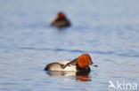 Pochard (Aythya ferina)