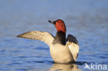 Pochard (Aythya ferina)