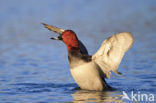 Pochard (Aythya ferina)