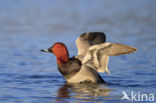 Pochard (Aythya ferina)