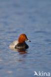Pochard (Aythya ferina)