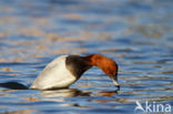 Pochard (Aythya ferina)