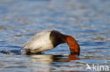 Pochard (Aythya ferina)