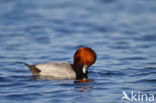 Pochard (Aythya ferina)