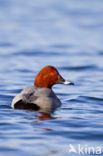 Pochard (Aythya ferina)