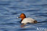 Pochard (Aythya ferina)