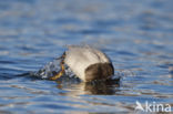 Pochard (Aythya ferina)