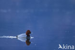 Pochard (Aythya ferina)