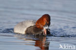 Pochard (Aythya ferina)