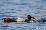 Pochard (Aythya ferina)