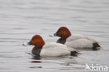 Pochard (Aythya ferina)