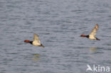 Pochard (Aythya ferina)