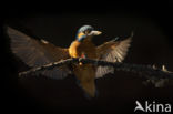 Kingfisher (Alcedo atthis)