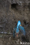 IJsvogel (Alcedo atthis)