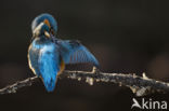 IJsvogel (Alcedo atthis)