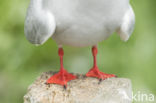 Arctic Tern (Sterna paradisaea)