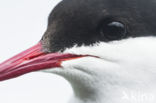 Arctic Tern (Sterna paradisaea)