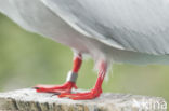 Arctic Tern (Sterna paradisaea)