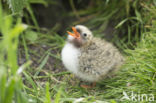 Arctic Tern (Sterna paradisaea)