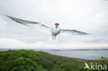 Arctic Tern (Sterna paradisaea)