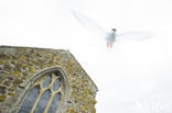 Arctic Tern (Sterna paradisaea)