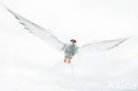 Arctic Tern (Sterna paradisaea)