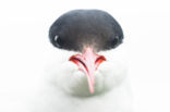 Arctic Tern (Sterna paradisaea)