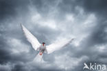 Arctic Tern (Sterna paradisaea)