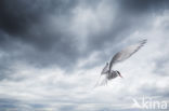 Arctic Tern (Sterna paradisaea)