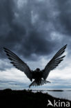 Arctic Tern (Sterna paradisaea)