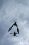 Arctic Tern (Sterna paradisaea)