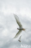 Arctic Tern (Sterna paradisaea)