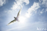 Arctic Tern (Sterna paradisaea)