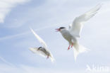 Arctic Tern (Sterna paradisaea)