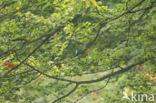 Kingfisher (Alcedo atthis)