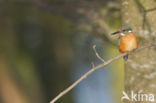 Kingfisher (Alcedo atthis)